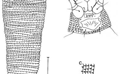 Phyllocoptes mediotransversus Huang, 2001 中橫線葉刺節蜱