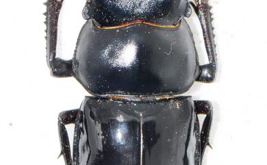 Pseudorhaetus sinicus concolor Benesh, 1960 漆黑鹿角鍬形蟲