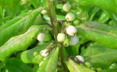 Scaevola taccada 草海桐