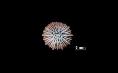Caryophyllia zopyros Cairns, 1979 諾比羅葵珊瑚