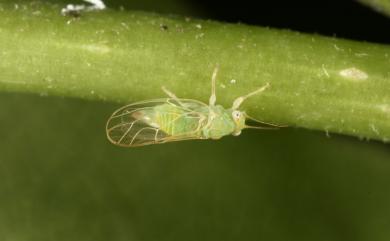 Cacopsylla tobirae (Miyatake, 1964)