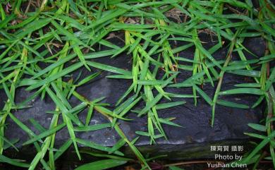 Eremochloa ophiuroides (Munro) Hack. 假儉草