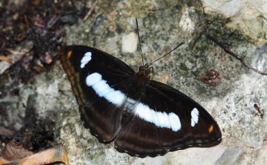 Athyma cama zoroastes (Butler, 1877) 雙色帶蛺蝶