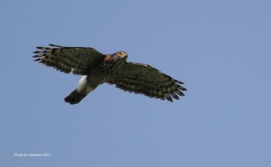 Accipiter trivirgatus formosae 鳳頭蒼鷹