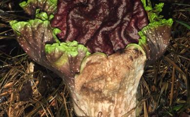 Amorphophallus paeoniifolius 疣柄魔芋