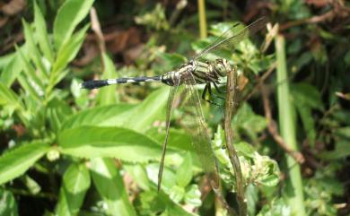 Orthetrum sabina sabina (Drury, 1770) 杜松蜻蜓