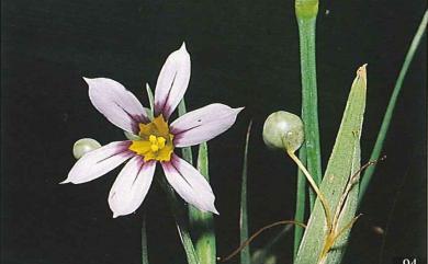 Sisyrinchium atlanticum 庭菖蒲