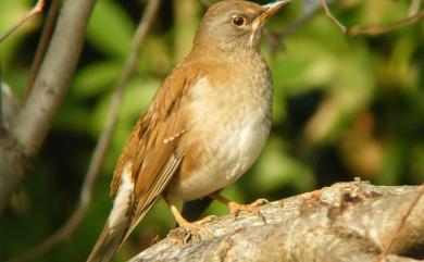 Turdus pallidus Gmelin, 1789 白腹鶇