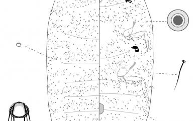 Neoripersia miscanthicola (Takahashi, 1937) 芒新粉介殼蟲