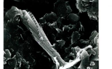 Rhabdosphaera clavigera G.Murray & V.H.Blackman 桿形棒狀球藻