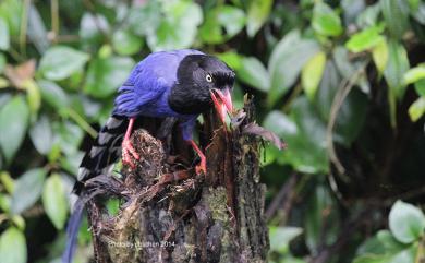 Urocissa caerulea Gould, 1863 臺灣藍鵲