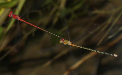Pseudagrion pilidorsum pilidorsum 弓背細蟌