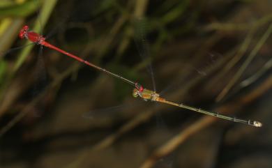 Pseudagrion pilidorsum pilidorsum (Brauer, 1868) 弓背細蟌