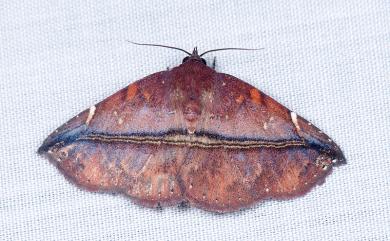 Condate purpurea (Hampson, 1902)