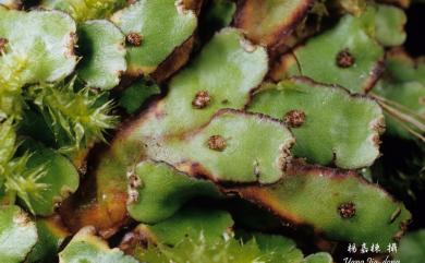 Plagiochasma appendiculatum Lehm. & Lindenb. 鈍鱗紫背蘚