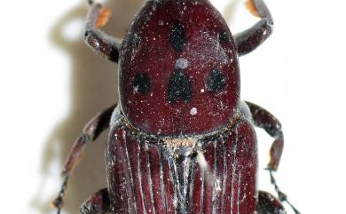 Rhynchophorus ferugineus (Olivier, 1790) 椰子大象鼻蟲