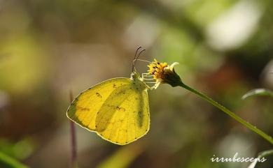 Eurema mandarina (de l’Orza, 1869) 北黃蝶