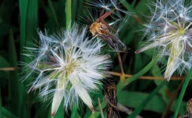 Ixeris chinensis (Thunb.) Kitag. 兔仔菜