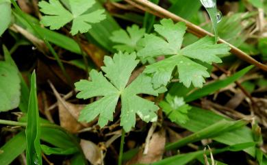 Hydrocotyle batrachium Hance 臺灣天胡荽