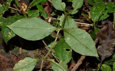 Stellaria monosperma var. japonica Maxim. 獨子繁縷