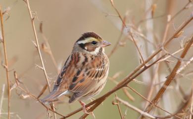 Emberiza chrysophrys Pallas, 1776 黃眉鵐