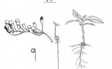 Sassafras randaiense (Hayata) Rehder 臺灣檫樹