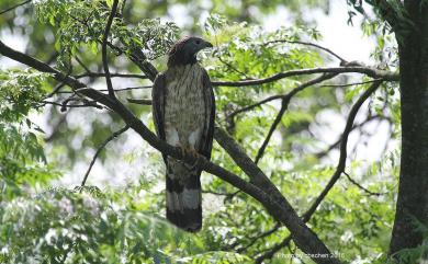 Pernis ptilorhynchus orientalis 東方蜂鷹