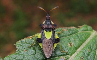 Amblythyreus esakii Maa & Lin, 1956 山菱瘤蝽