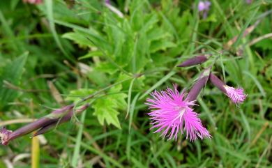 Dianthus pygmaeus Hayata 玉山石竹