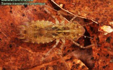 Tramea transmarina propinqua 海霸蜻蜓粗斑亞種