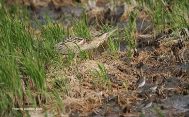 Botaurus stellaris stellaris (Linnaeus, 1758) 大麻鷺