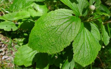 Anemone vitifolia var. matsudae 小白頭翁