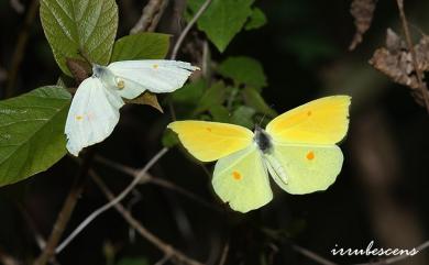 Gonepteryx amintha formosana 圓翅鉤粉蝶