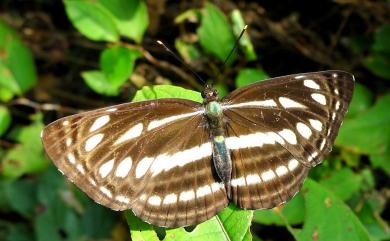 Neptis nata lutatia Fruhstorfer, 1913 細帶環蛺蝶