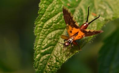 Timomenus aeris (Shiraki, 1905) 姬螋