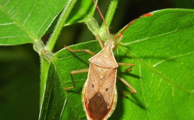 Homoeocerus pallididulus Blöte, 1936 嘉義同緣蝽