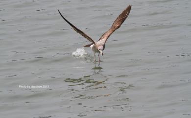 Larus crassirostris Vieillot, 1818 黑尾鷗