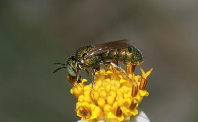 Ceratina smaragdula (Fabricius, 1787) 綠蘆蜂