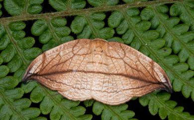 Microblepsis manleyi formosensis Inoue, 1988 老葉兒鉤蛾