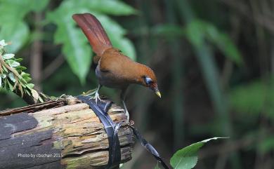 Pterorhinus poecilorhynchus (Gould, 1863) 棕噪眉