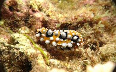 Phyllidia ocellata Cuvier, 1804 媚眼葉海牛