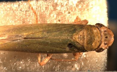 Cicadella viridis (Linnaeus, 1758) 大青葉蟬