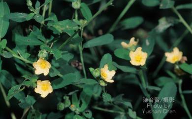 Sida acuta Burm.f. 細葉金午時花