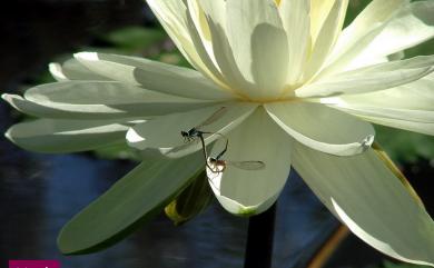 Nymphaea tetragona Georgi 睡蓮