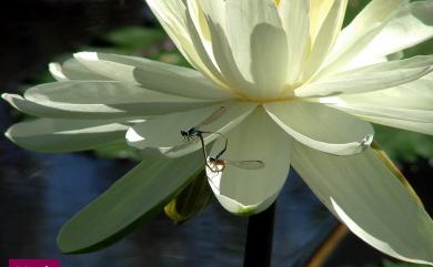 Nymphaea tetragona 睡蓮