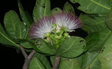 Barringtonia asiatica (L.) Kurz 棋盤腳樹