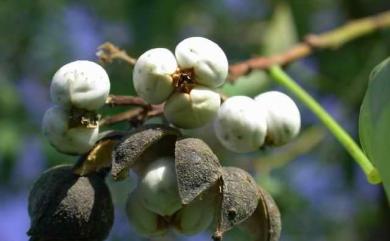 Triadica sebifera 烏桕