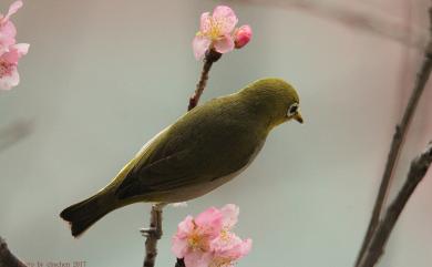 Zosterops japonicus Temminck & Schlegel, 1847 日菲繡眼