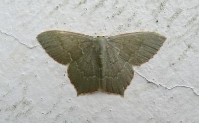 Maxates protrusa (Butler, 1878) 紅緣尖尾尺蛾