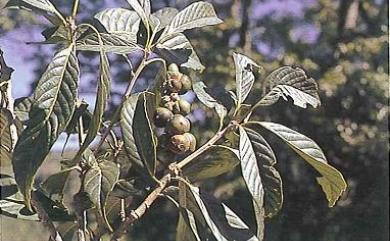 Lithocarpus kawakamii (Hayata) Hayata 大葉石櫟